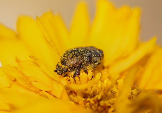 Pollen Beetle – Meligethes spp. I