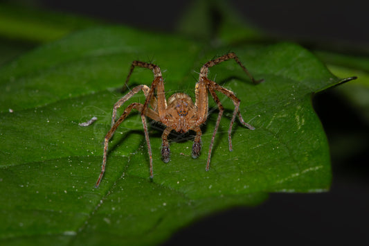 Grass Spider - Hidden Hunter I