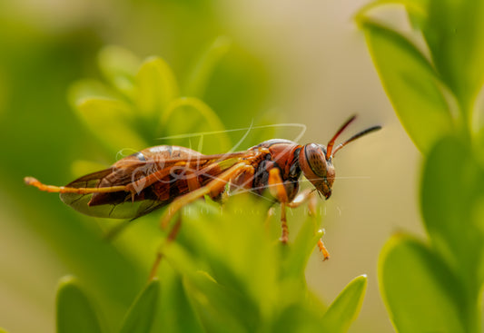 Between Light and Leaf – Paper Wasp II
